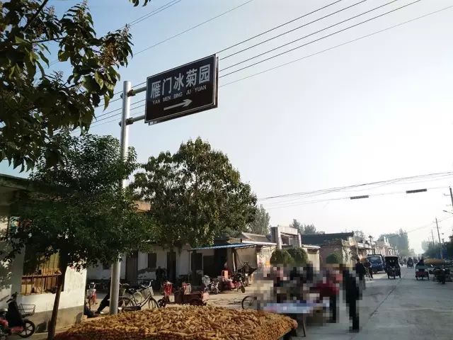 如何找到云臺冰菊？怎樣找到云臺冰菊？